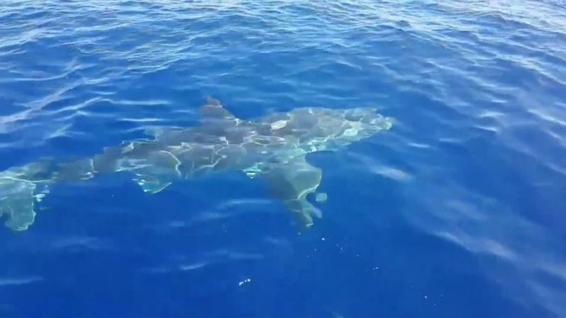 U italského ostrova se objevil velký bílý žralok